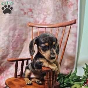 Daisy, Dachshund Puppy