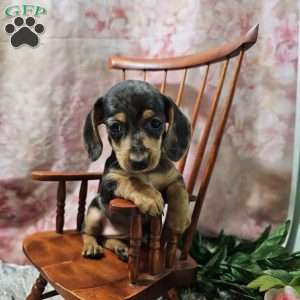 Daisy, Dachshund Puppy