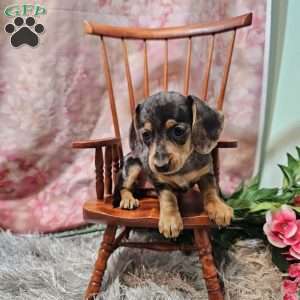 Daisy, Dachshund Puppy