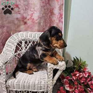 Rocky, Dachshund Puppy