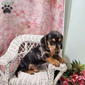 Rocky, Dachshund Puppy