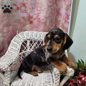 Rocky, Dachshund Puppy