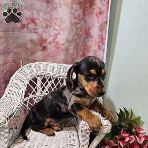 Rocky, Dachshund Puppy