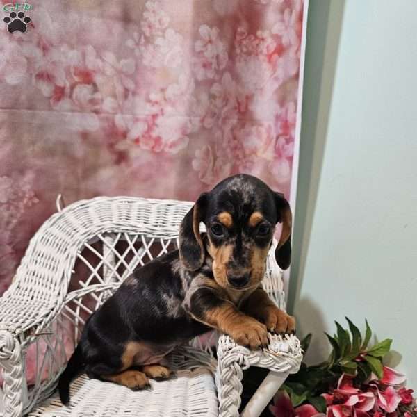 Rocky, Dachshund Puppy