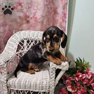 Rocky, Dachshund Puppy