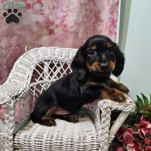 toby, Dachshund Puppy