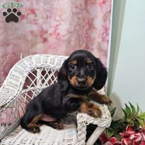toby, Dachshund Puppy