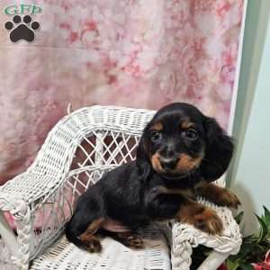 toby, Dachshund Puppy