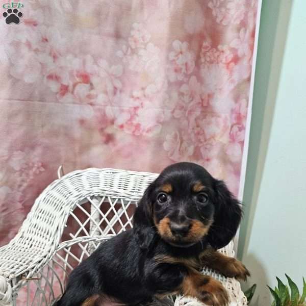 toby, Dachshund Puppy