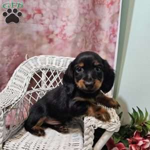 toby, Dachshund Puppy