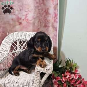 toby, Dachshund Puppy