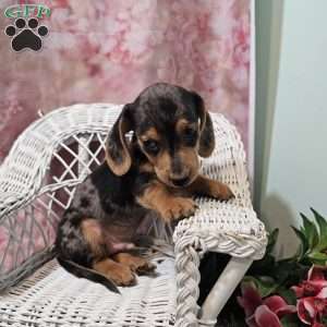max, Dachshund Puppy