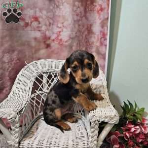 max, Dachshund Puppy