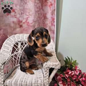 max, Dachshund Puppy