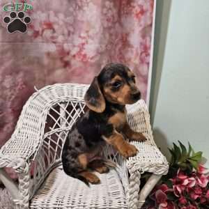 max, Dachshund Puppy