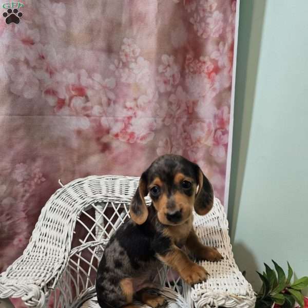 max, Dachshund Puppy