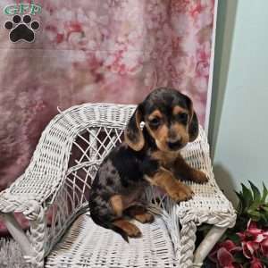 max, Dachshund Puppy
