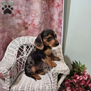 max, Dachshund Puppy