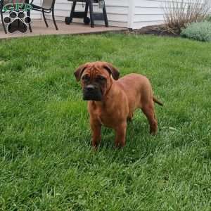Casper, Bullmastiff Puppy