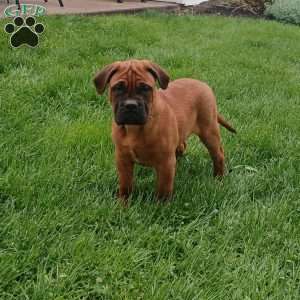 Casper, Bullmastiff Puppy