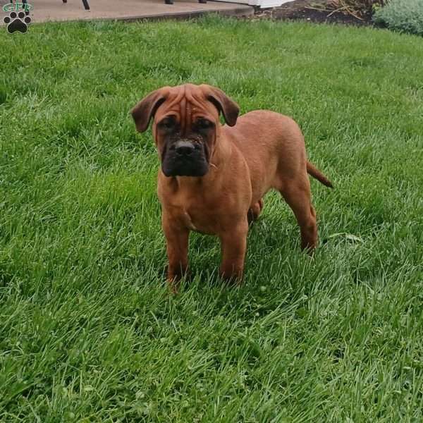 Casper, Bullmastiff Puppy