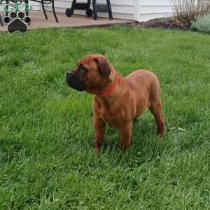 Casper, Bullmastiff Puppy