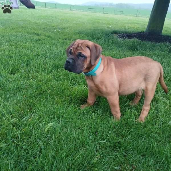 Cosmo, Bullmastiff Puppy