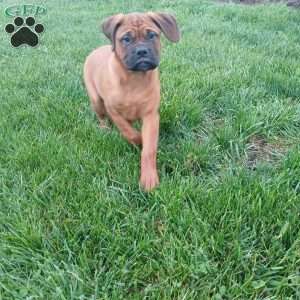 Captain, Bullmastiff Puppy