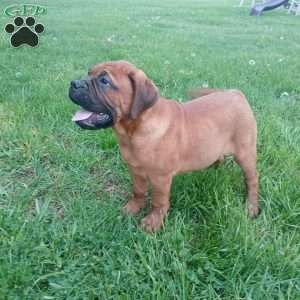 Captain, Bullmastiff Puppy