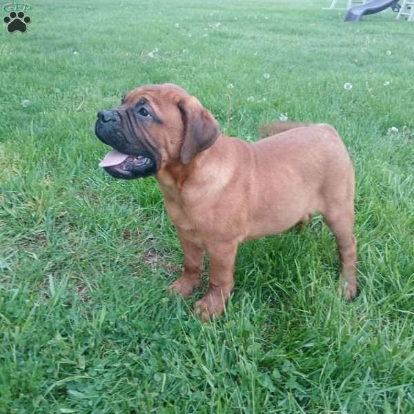 Captain, Bullmastiff Puppy