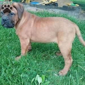 Captain, Bullmastiff Puppy