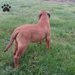 Captain, Bullmastiff Puppy