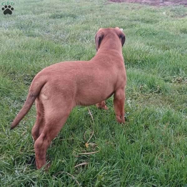 Captain, Bullmastiff Puppy