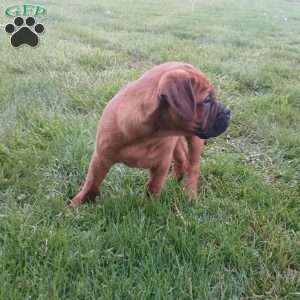 Captain, Bullmastiff Puppy