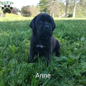 Anne, Boxador Puppy