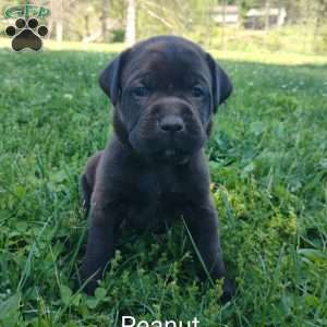 Peanut, Boxador Puppy