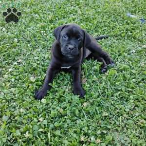 Anne, Boxador Puppy
