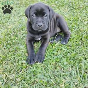 Anne, Boxador Puppy