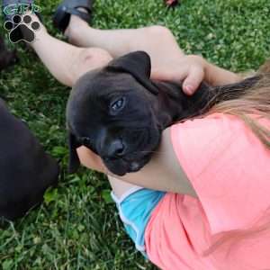 Peanut, Boxador Puppy