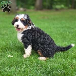 Ellie, Mini Bernedoodle Puppy