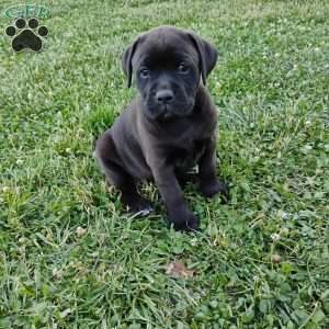 Peanut, Boxador Puppy