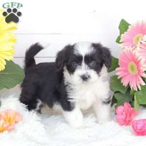 Cash, Miniature Poodle Mix Puppy