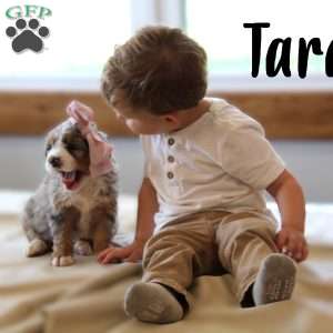 Tara, Mini Bernedoodle Puppy