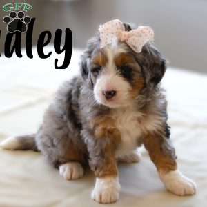 Hadley, Mini Bernedoodle Puppy