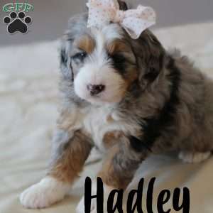 Hadley, Mini Bernedoodle Puppy