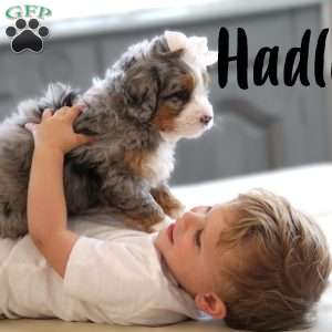 Hadley, Mini Bernedoodle Puppy
