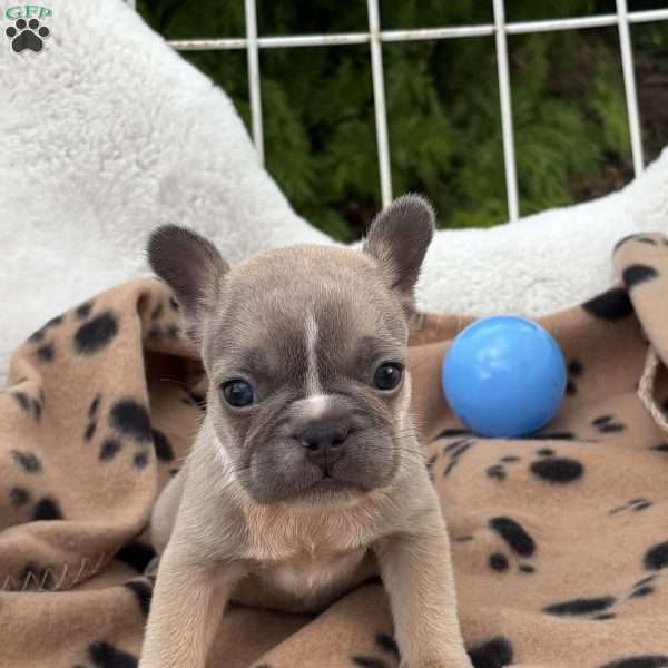 Carmella, French Bulldog Puppy