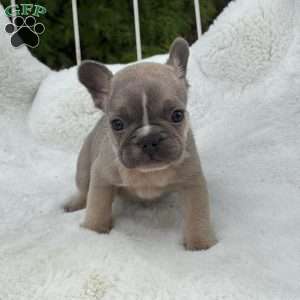 Carmella, French Bulldog Puppy