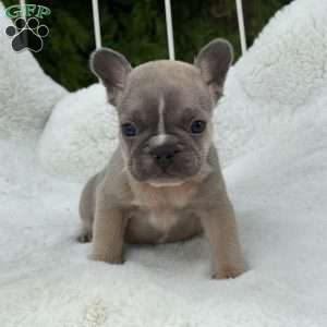 Carmella, French Bulldog Puppy