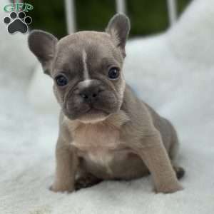Carmella, French Bulldog Puppy